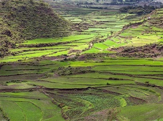 Great Green Wall prepares for COP30